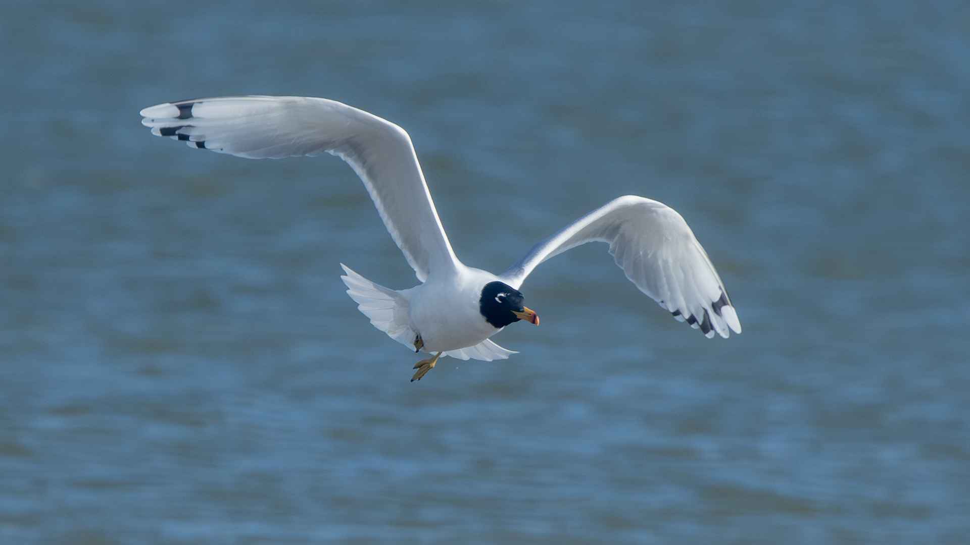 Pallas's Gull